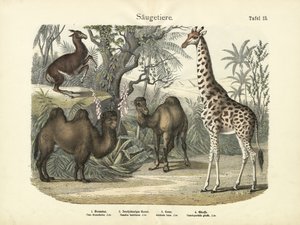 Zoogdieren, ca. 1860 door German School